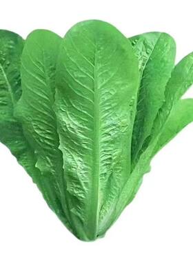 正宗绿孔雀菜种子耐高温四季青菜沙拉菜种孑籽盆栽高产菜种籽大全