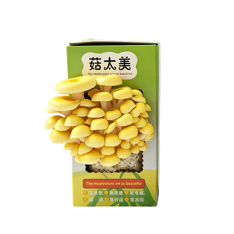 蘑菇盒子礼盒平菇包食用菌幼儿园儿童绿植儿童全班科学实验观察