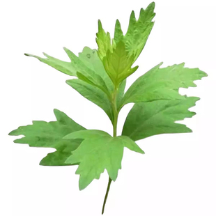 艾叶靳艾草种子大叶艾蒿青蒿种籽四季驱蚊草野生香艾草苗食用青团