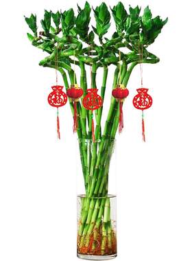 富贵竹带根水养粗杆好养易活