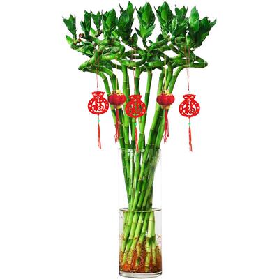 富贵竹带根水养粗杆好养易活