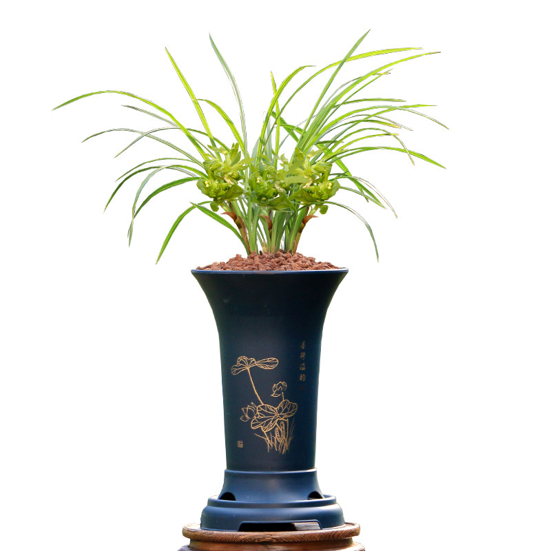 翁源兰花苗正品春兰余蝴蝶带花彩素浓香室内高档好养绿植花卉盆栽