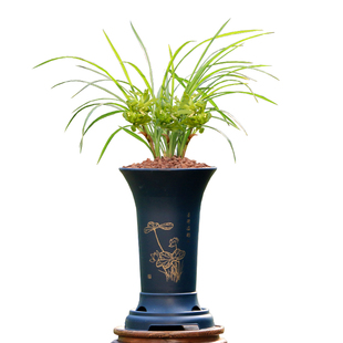 翁源兰花苗正品春兰余蝴蝶带花彩素浓香室内高档好养绿植花卉盆栽