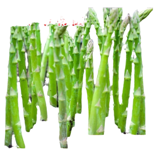 芦笋根苗种籽紫芦笋绿芦笋带土老根阳台蔬菜种子盆栽秋季四季种植