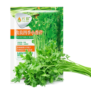 四季芹菜种子大全苗小香芹种籽春夏秋阳台农家水芹菜蔬菜种孑秧苗