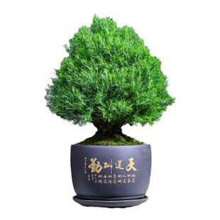 雾松雾凇盆栽盆景绿植花卉窗台阳台室外四季常青微景观喜阳植物