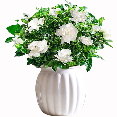 语曦栀子花盆栽四季浓香型包成活