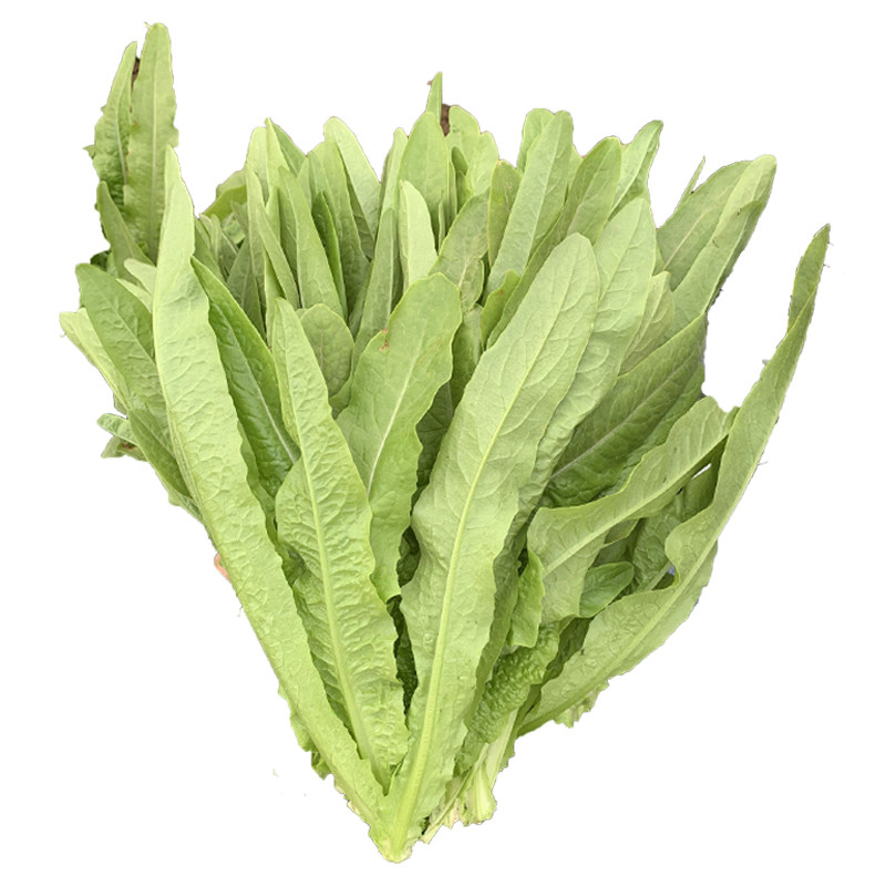 油麦菜种子四季播油麦菜种籽青菜种籽盆栽菜籽阳台庭院蔬菜种子孑