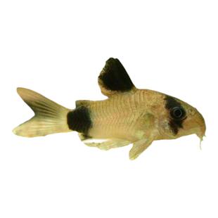 鼠鱼小型清道夫鱼清洁鱼琵琶垃圾鱼金苔鼠熊猫黑线黄金胡子鱼除藻