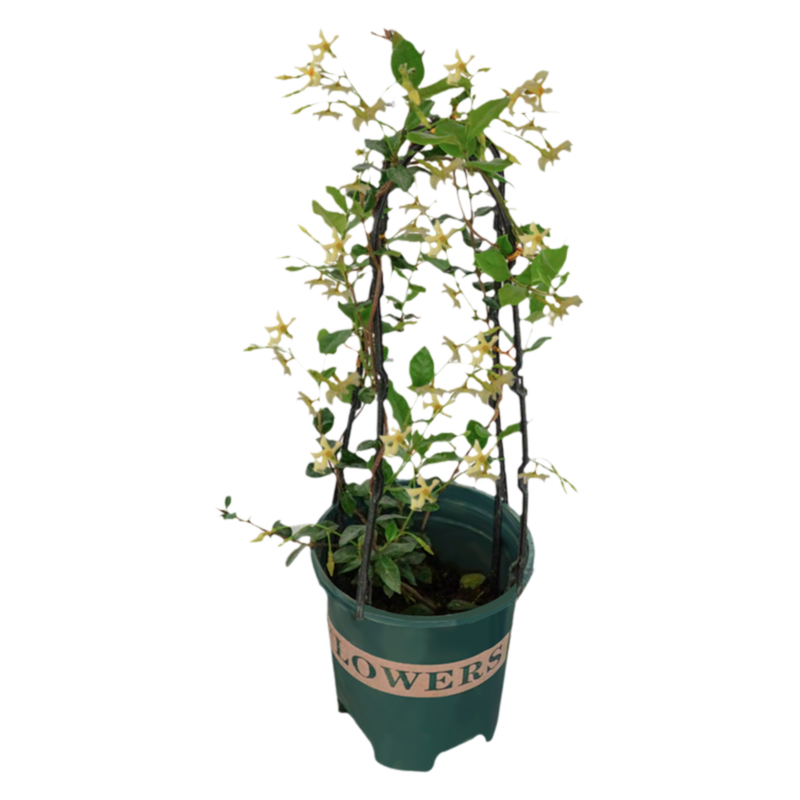 大苗爬藤植物庭院风车茉莉