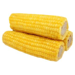 东北黄糯玉米甜嫩真空包装新玉米粘糯新鲜玉米棒苞米非即食现摘
