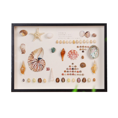 天然贝壳海螺标本挂画diy相框