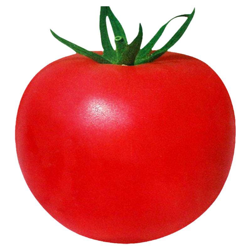 大红西红柿种孑子种种籽超大350克抗裂耐低温抗热番茄种子春秋季