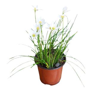 室外喜阴花卉四季葱兰花苗植物庭院绿植风雨兰耐寒绿化草花多年生