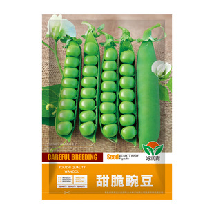 甜脆豌豆种子荷兰豆雪寒麦毕豆阳台庭院农家秋冬四季疏蔬菜种籽孑