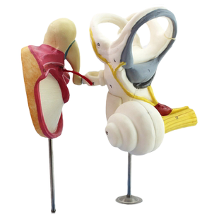 ENOVO颐诺人体内耳迷路听小骨鼓膜耳蜗模型骨迷路膜迷路听觉传导听力测试声乐教学耳鼻喉科医患沟通教具上海