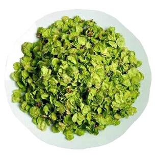 榆钱新鲜农家现挖现发儿时味道窝窝头钱串子山东特产野菜5斤包邮