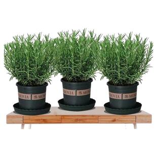 迷迭香苗盆栽可食用驱蚊植物香草薄荷苗水培花卉室内绿植煎牛排