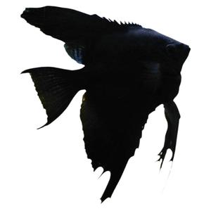 七彩神仙燕鱼自来水热带观赏群游