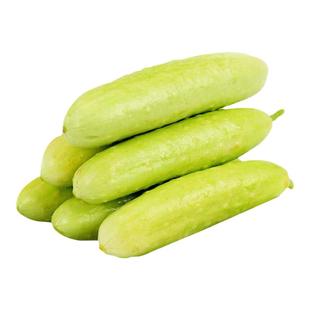 荷兰寒玉迷你白色水果小黄瓜种子 高产早熟白玉黄瓜种籽孑仔早春