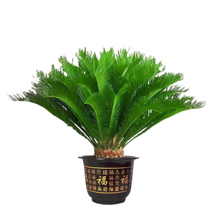 铁树盆栽大型老桩大树盆景树苗适合庭院门口客厅旺宅风水好养绿植