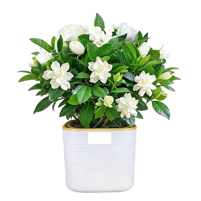 加棉保温绿植栀子花带花苞装饰花