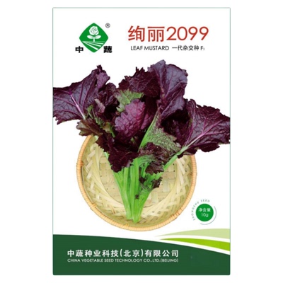 绚丽2099紫芥菜种子水晶菜种籽