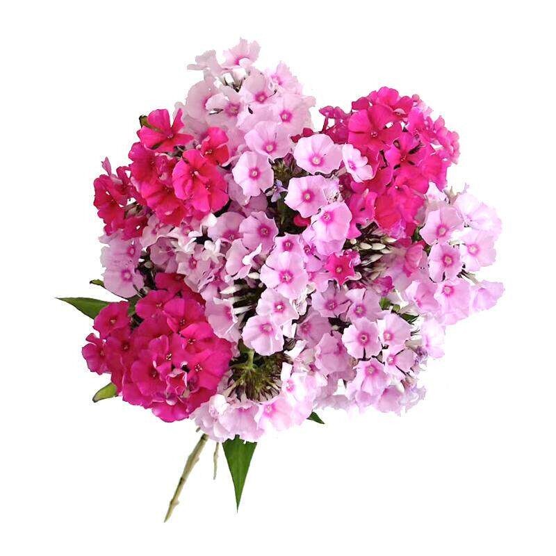 低矮芝樱开花漂亮美化小院阳台