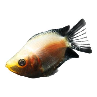 接吻鱼亲亲鱼亲嘴观赏鱼