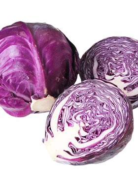 结球包心菜四季紫甘蓝