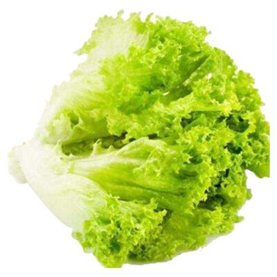 绿叶花叶绿珊瑚生菜沙拉蔬菜