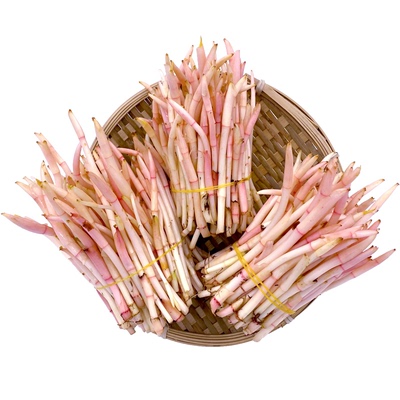 新鲜折耳根嫩芽侧耳根