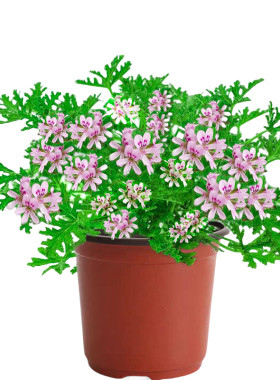 【高效驱蚊】驱蚊草盆栽大全