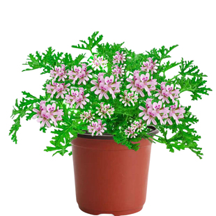 驱蚊草植物盆栽室内外香叶天竺葵苗薄荷蚊子克星绿植物防蚊虫祛蚊