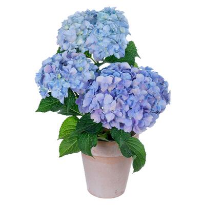 可调蓝大花绣球盆栽苗