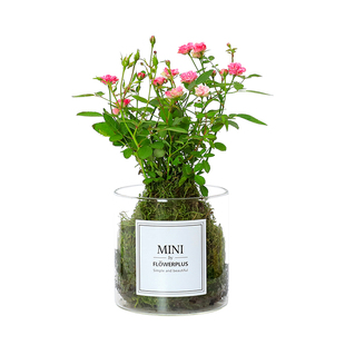 须惠姬月季带花苞苔藓球植物盆栽室内花客厅办公桌面花卉绿植好养
