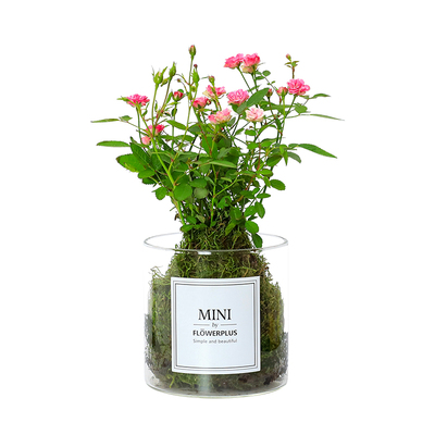 须惠姬月季苔藓球植物盆栽带花苞