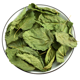 寻百草桑叶中药材野生桑树叶霜桑叶秦岭老树桑叶泡茶干桑叶500g