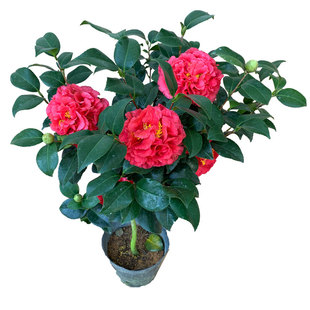 克瑞墨大牡丹香水茶花巨大花浓香型大红色型品种山茶年宵花卉名贵