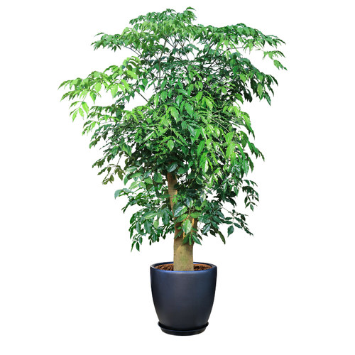 精品纯白色蝴蝶兰 观花植物开业乔迁花卉礼品 年宵绿植盆栽