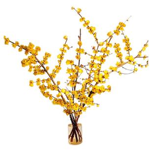 腊梅带花苞鲜切花卉客厅水养干枝蜡梅年宵花懒人水培植物花束鲜花