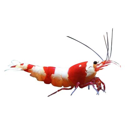 观赏除藻黑壳虾米虾集锦