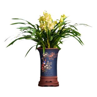 翁源兰花经典年宵花带盆土栽好发喜庆开浓香花好养过新年红宝石香