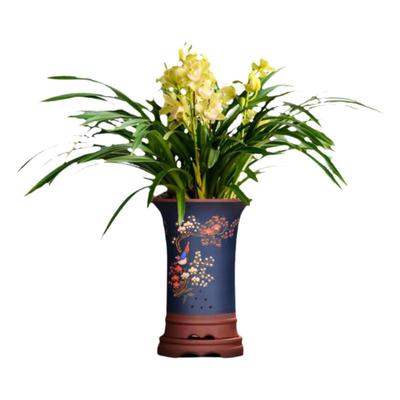 翁源兰花经典年宵花带盆土栽好发