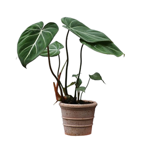 GIFTS | 礼物系列  明脉蔓绿绒 北欧窗台桌面观叶小绿植