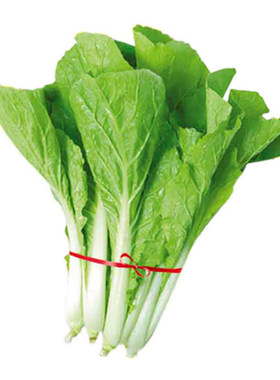 四季速生小青菜种子生菜菜园易种