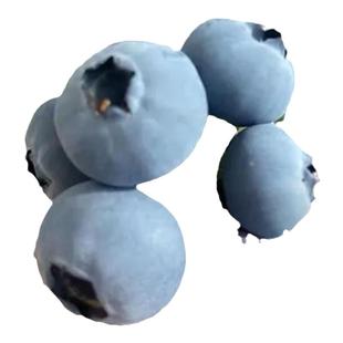 蓝莓树果苗盆栽带大果蓝梅苗奥尼尔室内外盆栽南北方种植四季耐寒