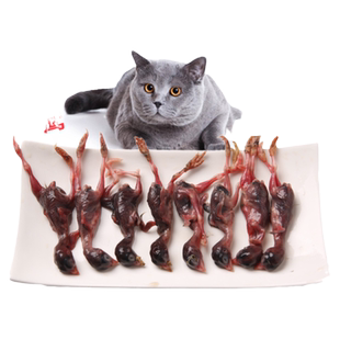 新鲜小鹌鹑肉乳鹌鹑幼仔幼苗鹌鹑苗幼崽生骨肉非冻干猫狗宠物零食