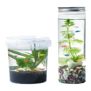生态瓶桌面微景观自循环免打理小植物鱼缸小鱼小虾礼物星座风水鱼