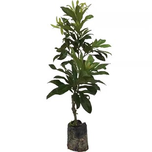 仙居东魁杨梅树树苗特大果南北方种植地栽嫁接果树果树苗当年结果